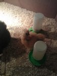 Vertebrate Flooring Household supply Tints and shades Soil