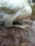 Dog breed Fawn Carnivore Terrestrial animal Feather
