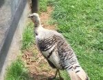 ImageUploadedByChicken Forum1492988593.598297.jpg