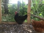 Bird Plant Phasianidae Comb Chicken