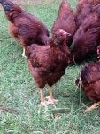 Bird Phasianidae Comb Chicken Beak